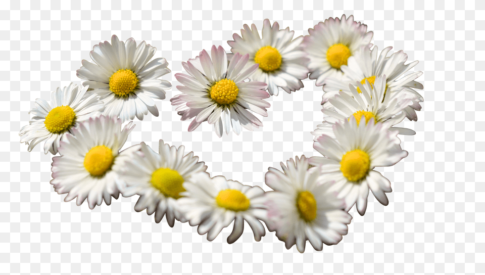 Daisy Clip Free Png Download