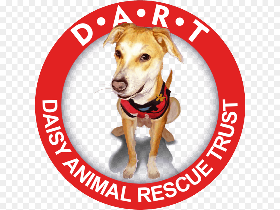 Daisy Animal Rescue Trust De Vera39s Medical Center, Canine, Dog, Mammal, Pet Free Png Download