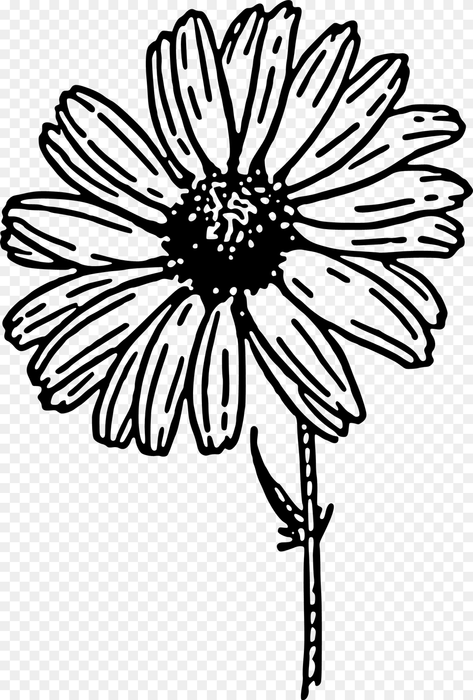 Daisy Black And White, Gray Png Image