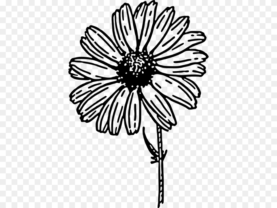 Daisy Black And White Clipart, Gray Free Transparent Png