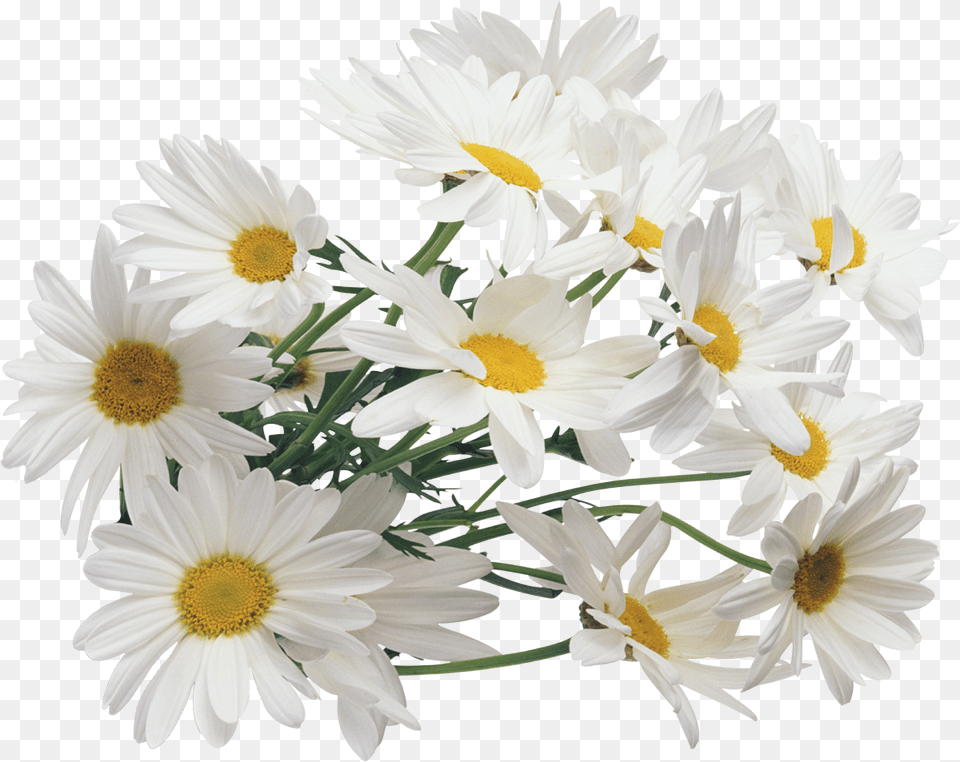 Daisy Bouquet Background Chamomile, Flower, Plant, Flower Arrangement, Flower Bouquet Free Png