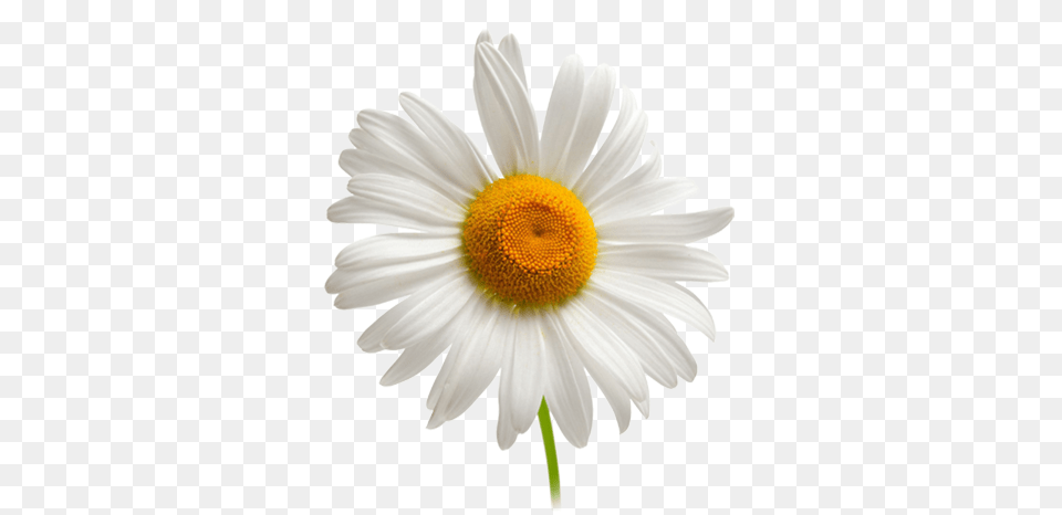 Daisy Chamomile Background Camomille, Flower, Plant Free Transparent Png