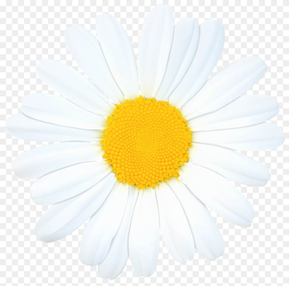 Daisy Clip Art Free Png Download