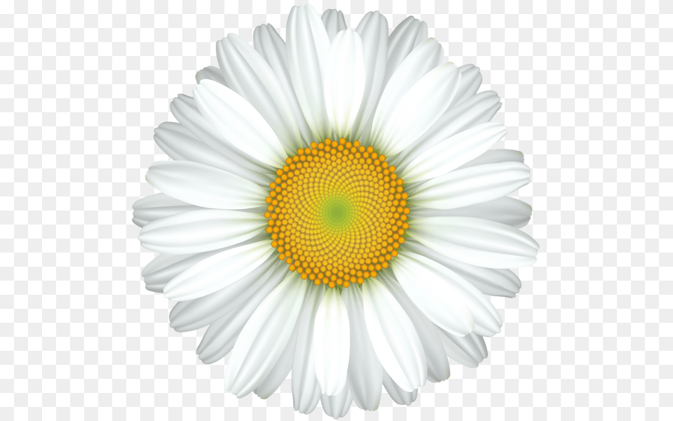Daisy Clip Art Daisy, Flower, Plant, Chandelier, Lamp Free Transparent Png