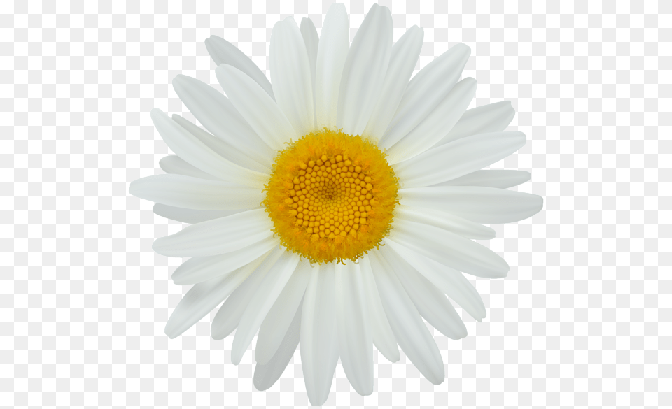 Daisy Clip Art Image White Sun Flower, Plant, Petal, Anemone Free Transparent Png