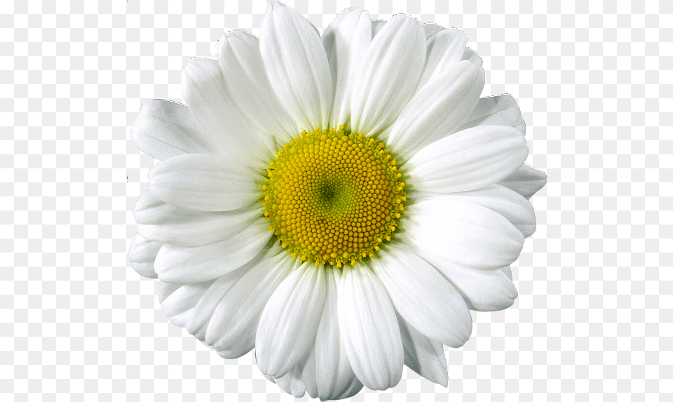 Daisy Clip Arts Photoshop Flowers Flower Pictures Realistic Daisy Clip Art, Plant, Anemone, Petal, Anther Png