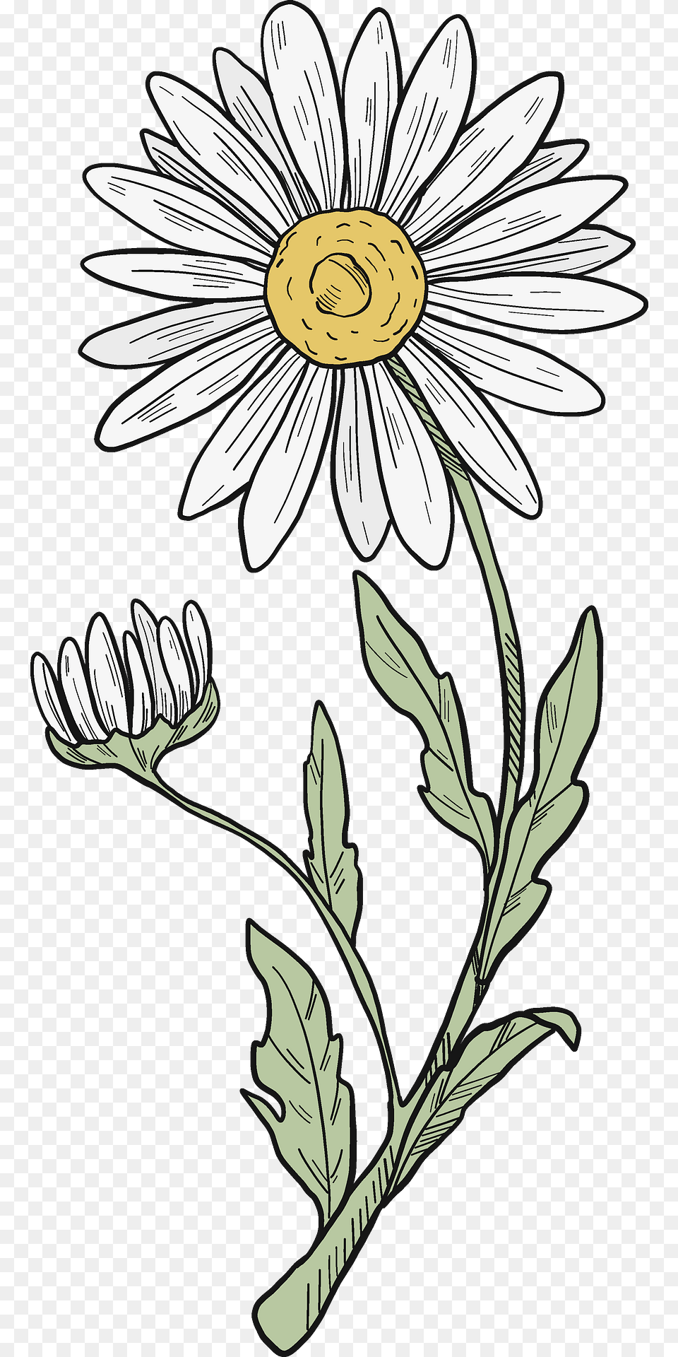 Daisy Clipart, Flower, Plant Free Png Download