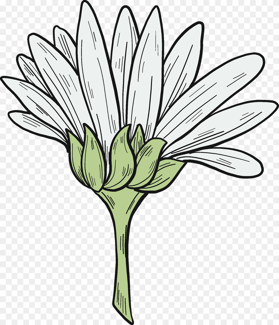 Daisy Clipart, Flower, Plant, Art Free Transparent Png