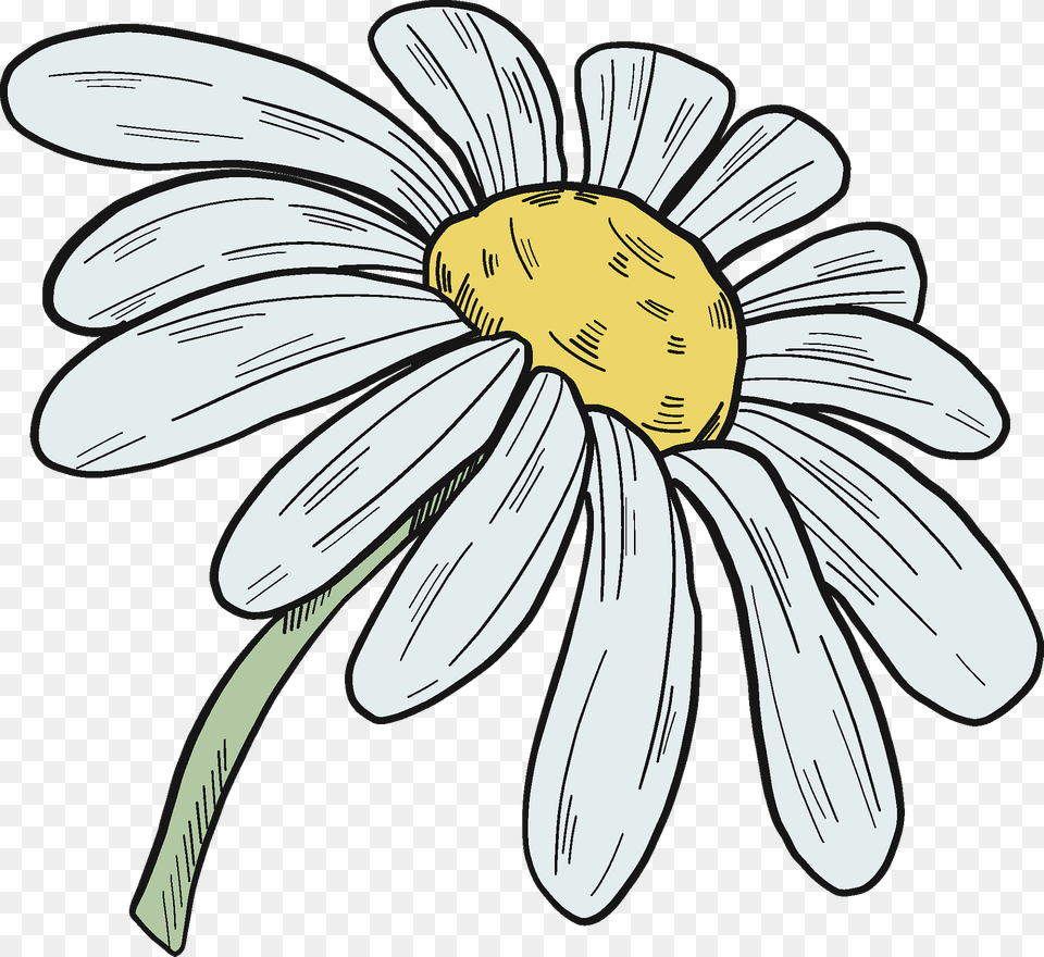 Daisy Clipart, Flower, Plant, Person, Petal Png Image