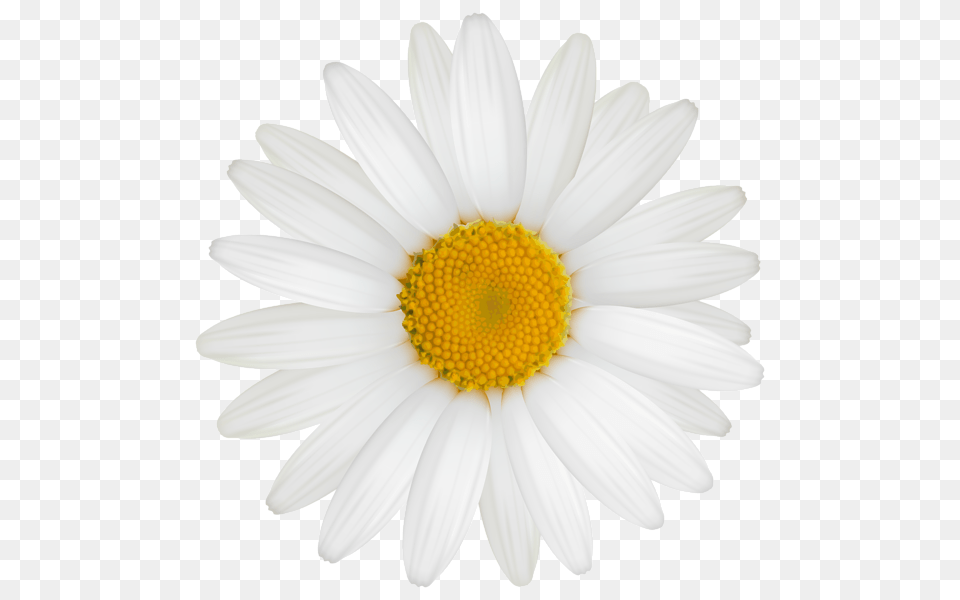 Daisy Clipart, Flower, Plant, Petal Png