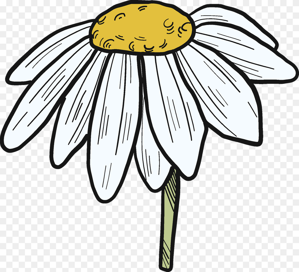 Daisy Clipart, Flower, Plant, Petal, Person Png