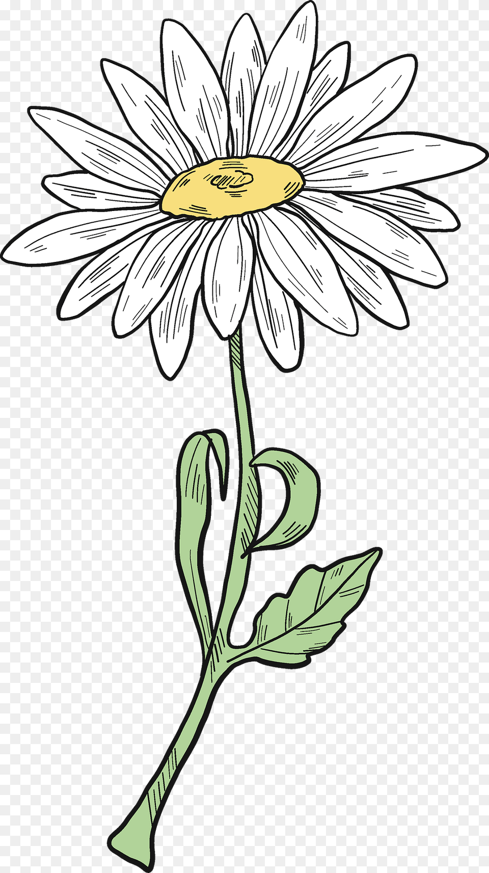 Daisy Clipart, Flower, Plant, Animal, Fish Free Transparent Png