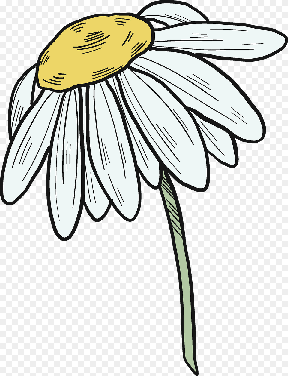 Daisy Clipart, Flower, Plant, Petal, Person Free Transparent Png