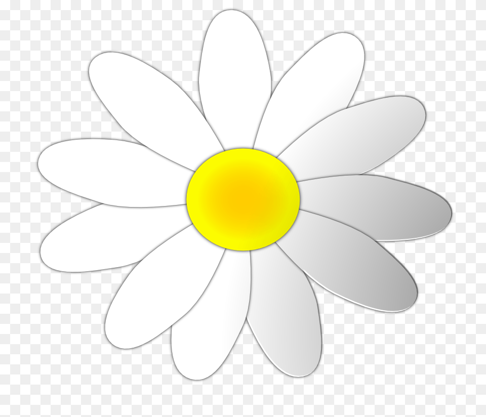 Daisy Clipart, Flower, Plant, Anemone, Petal Png Image