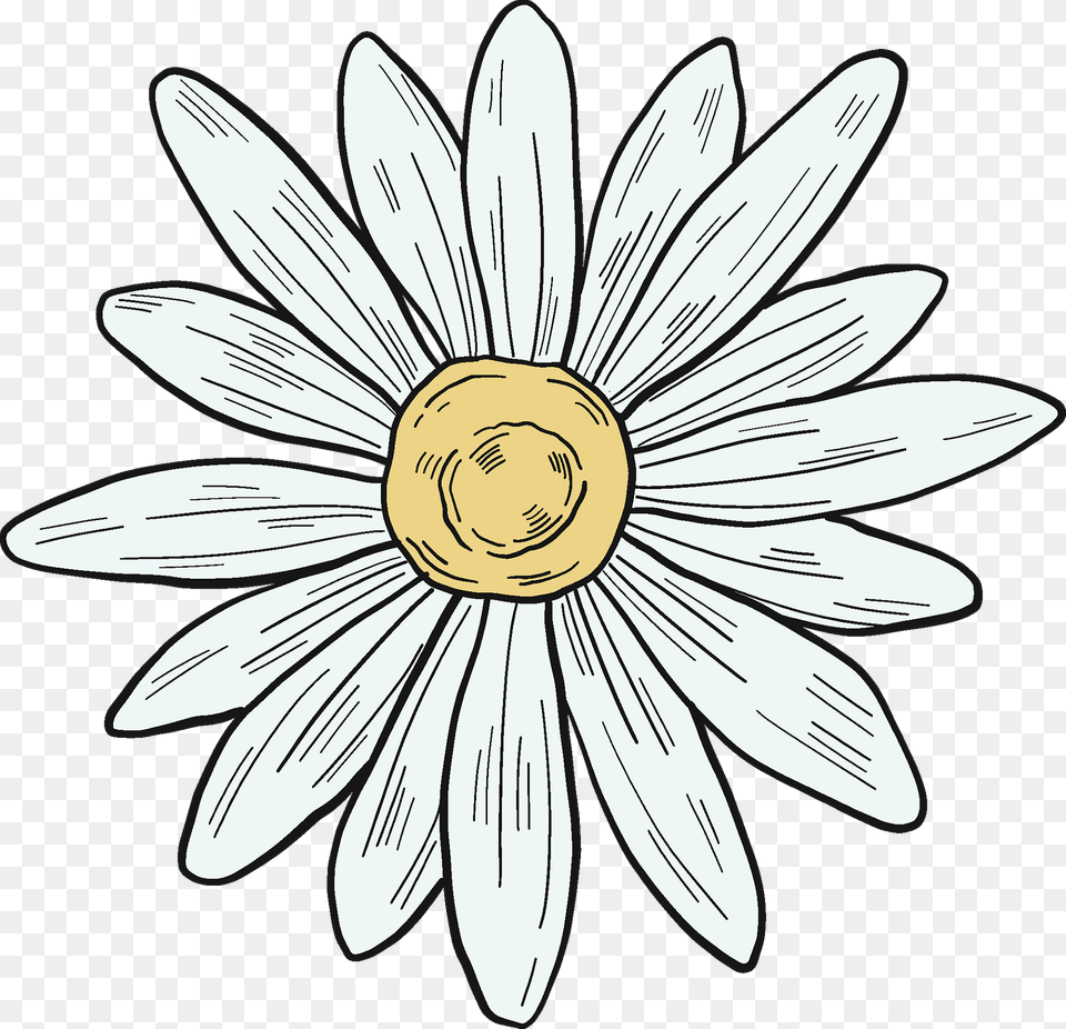 Daisy Clipart, Flower, Plant, Petal, Anemone Free Png