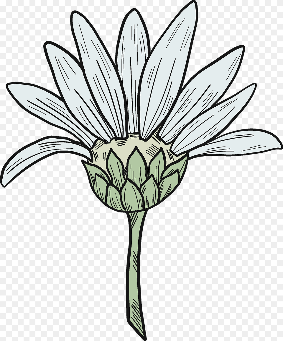 Daisy Clipart, Flower, Plant, Art, Animal Free Png