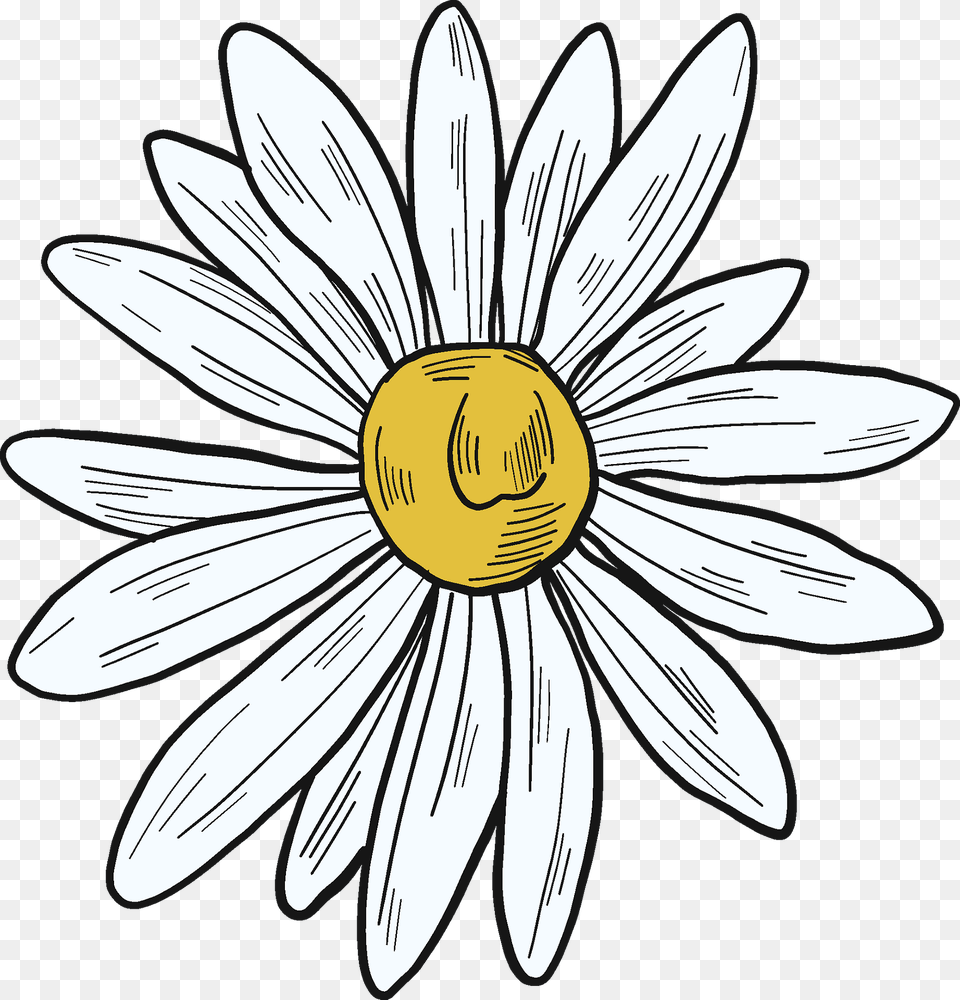 Daisy Clipart, Flower, Plant, Petal, Animal Png