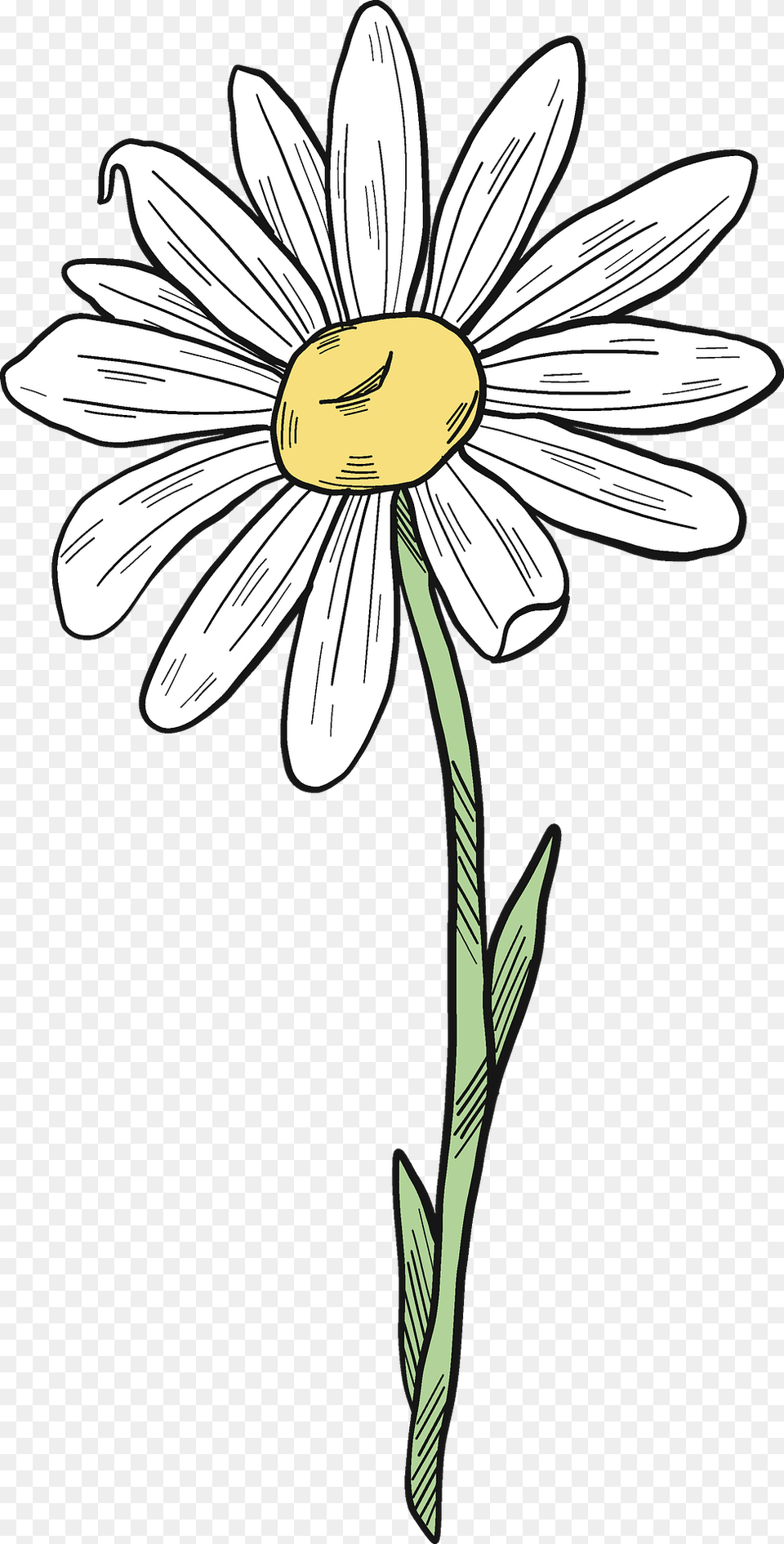 Daisy Clipart, Flower, Plant Png
