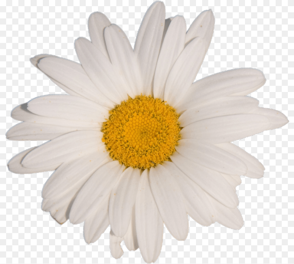 Daisy Clipart Aesthetic Transparent Free White Aesthetic Flower, Plant, Petal Png