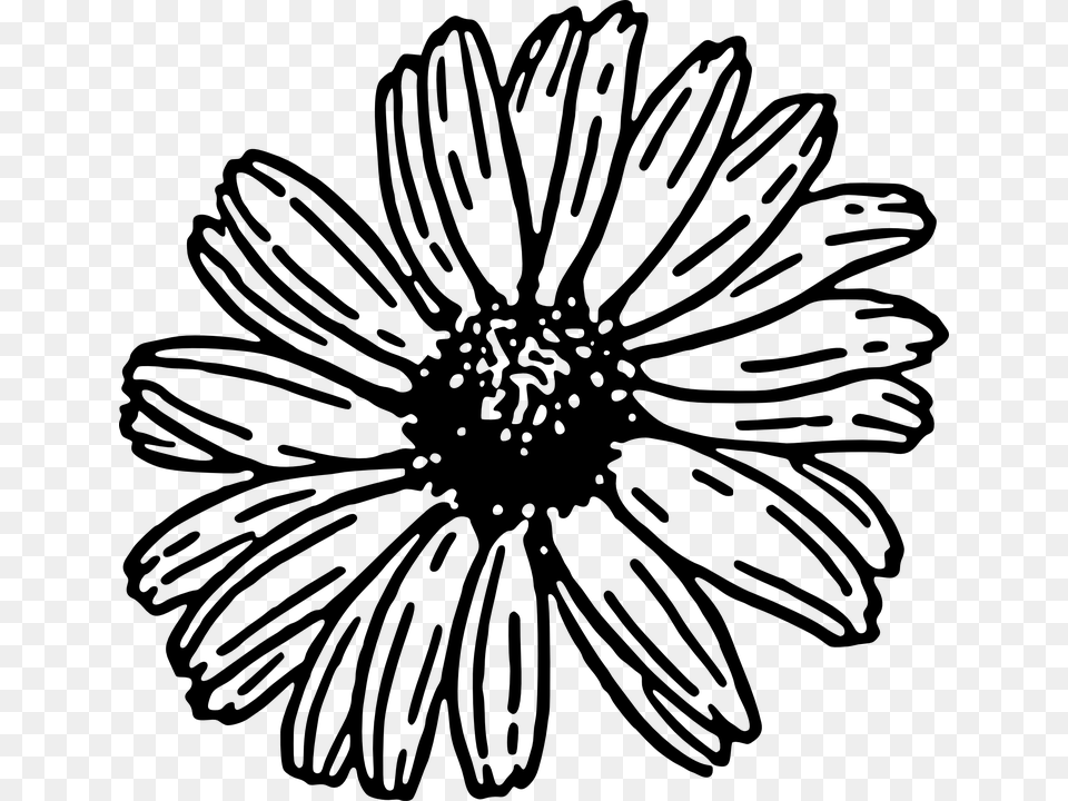 Daisy Clipart Black And White, Gray Free Png