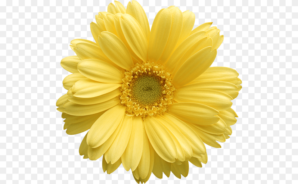 Daisy Clipart Flores Yellow Flower Transparent Background, Petal, Plant Png