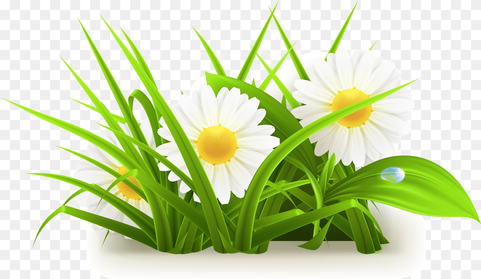 Daisy Clipart Grass Grass Flowers Vector, Flower, Flower Arrangement, Plant, Flower Bouquet Free Png