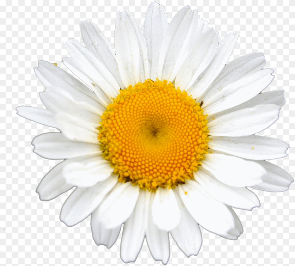 Daisy Clipart Landscape, Flower, Plant, Petal Free Png