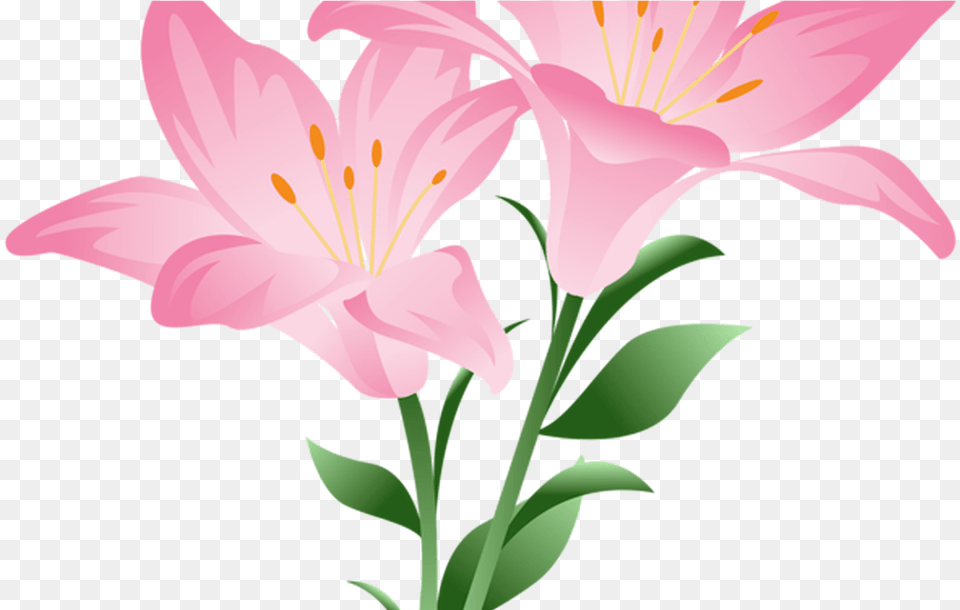 Daisy Clipart Living Thing Daisy Living Thing Transparent Pink Lily Flower, Plant, Anther, Person Png