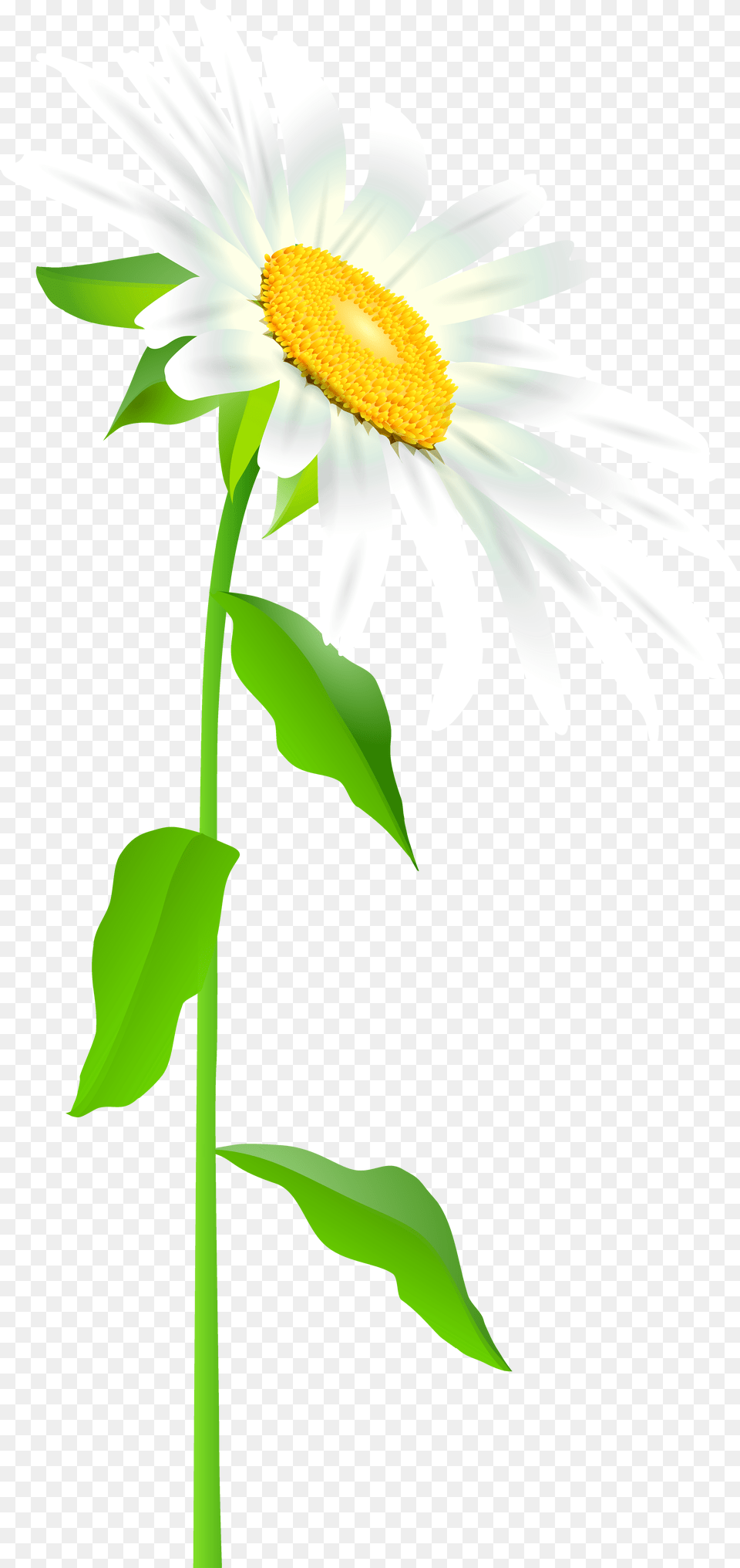 Daisy Clipart Long Stem Flower Daisy Flower With Stem Transparent, Plant, Petal Free Png Download