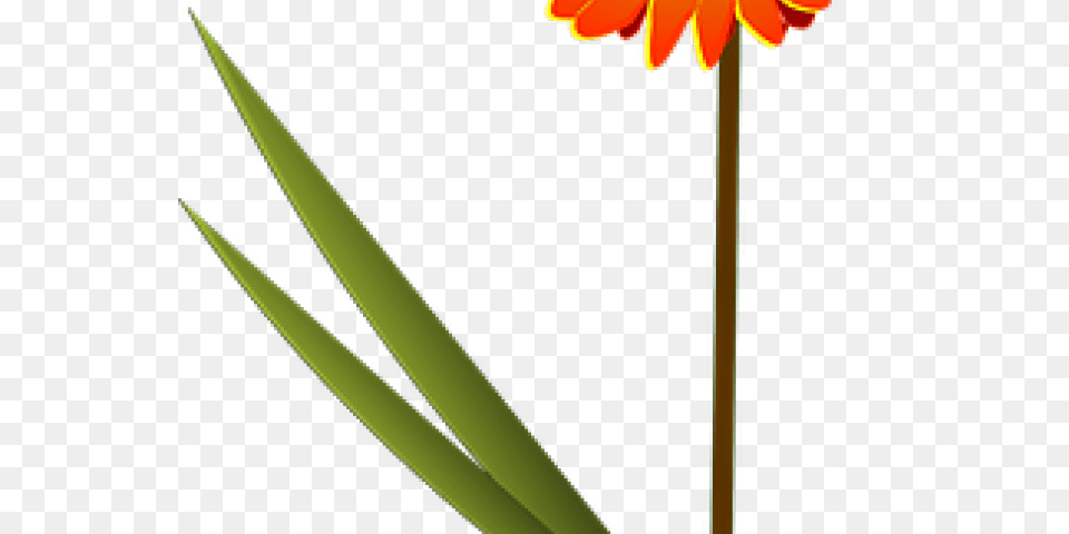 Daisy Clipart Orange Daisy, Flower, Plant, Petal, Daffodil Free Png Download