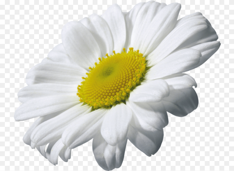 Daisy Clipart Transparent Background 13, Flower, Plant, Petal, Anemone Png Image