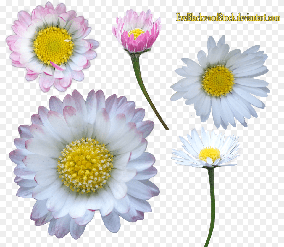 Daisy Clipart Transparent Background, Flower, Petal, Plant, Pollen Free Png