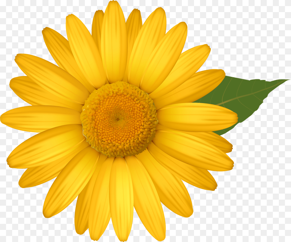 Daisy Clipart Yellow Daisy Flower Clipart, Advertisement, Page, Poster, Text Png