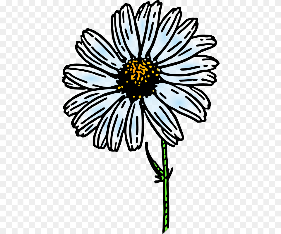 Daisy Colored, Flower, Plant, Anemone Free Transparent Png