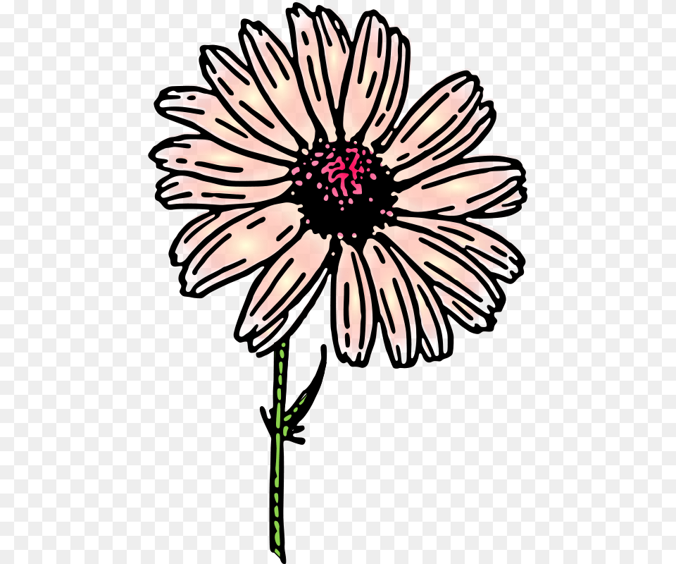 Daisy Colored, Plant, Petal, Dahlia, Flower Free Transparent Png