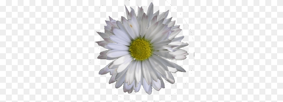 Daisy Craftsman Self Propelled Front Drive Gears, Flower, Petal, Plant, Anemone Free Transparent Png