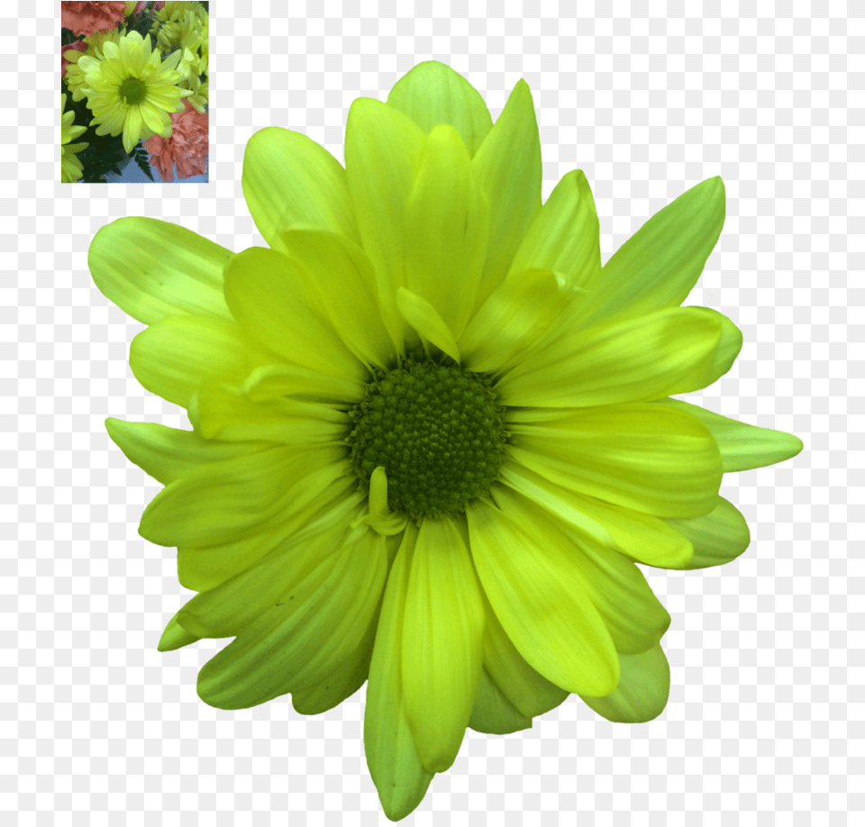 Daisy Daisies Flowers, Flower, Petal, Plant, Dahlia Png