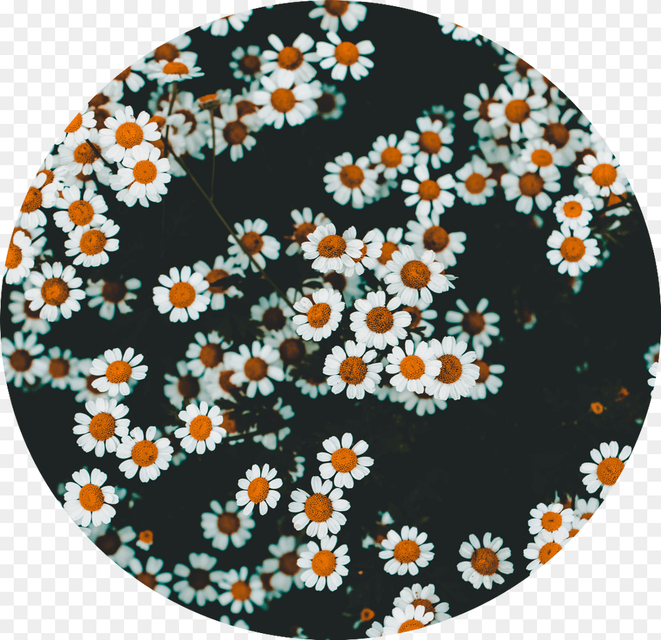 Daisy Daisies Flowers Aesthetic White Yellow Transparent Daisy Aesthetic, Flower, Plant, Pattern, Petal Free Png