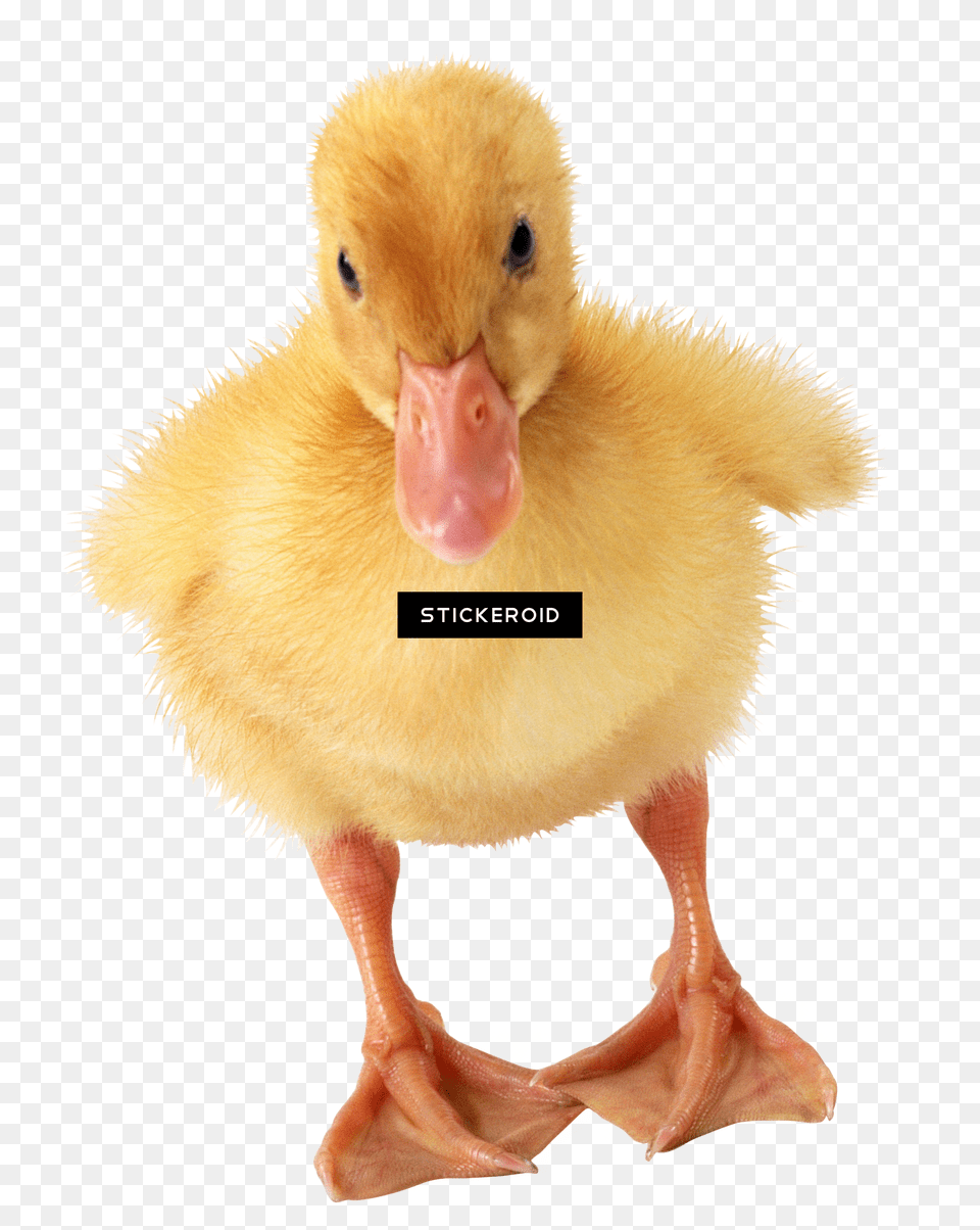 Daisy Duck Ducks Calendar 2018 16 Month Calendar, Animal, Beak, Bird, Waterfowl Free Transparent Png