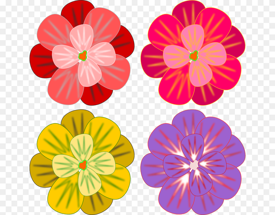 Daisy Familychrysanthsplant, Flower, Geranium, Plant, Dynamite Free Transparent Png