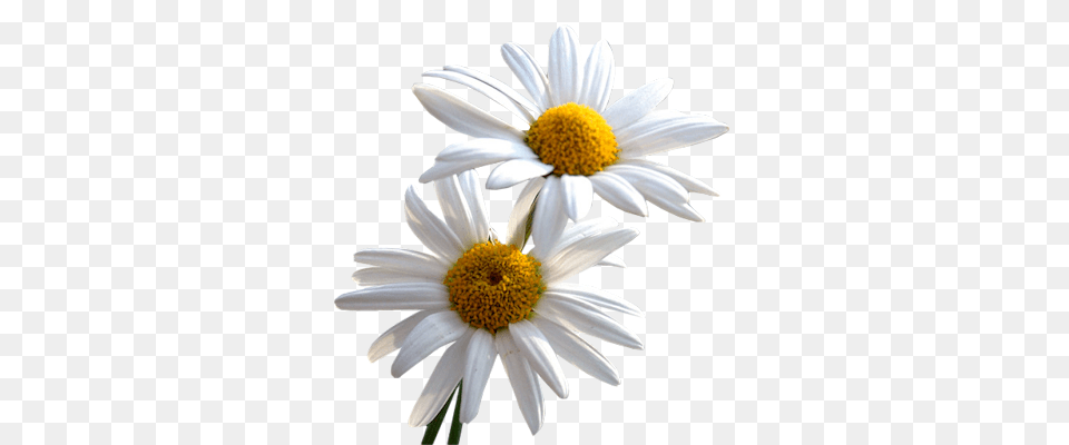 Daisy File Daisy, Flower, Plant, Petal, Anther Free Transparent Png