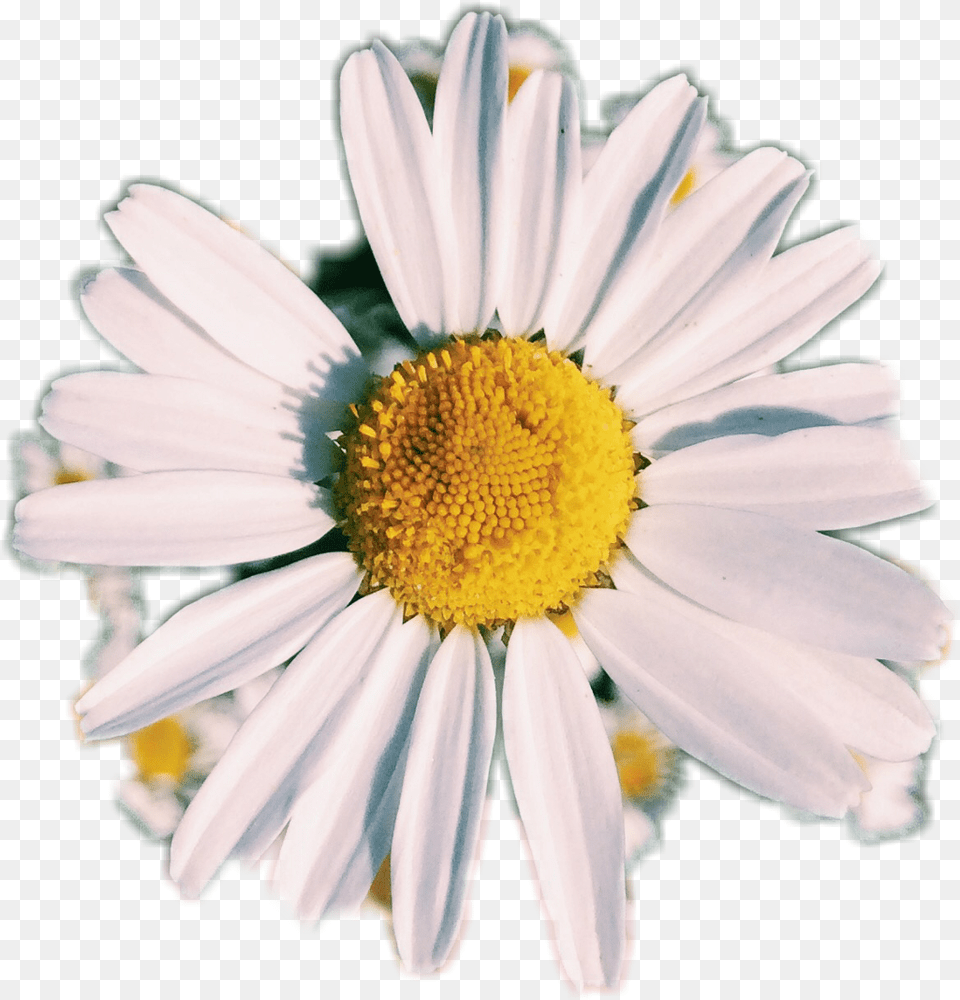 Daisy Flower 4 Image Aesthetic Daisy Flower, Plant, Pollen, Petal Free Png Download
