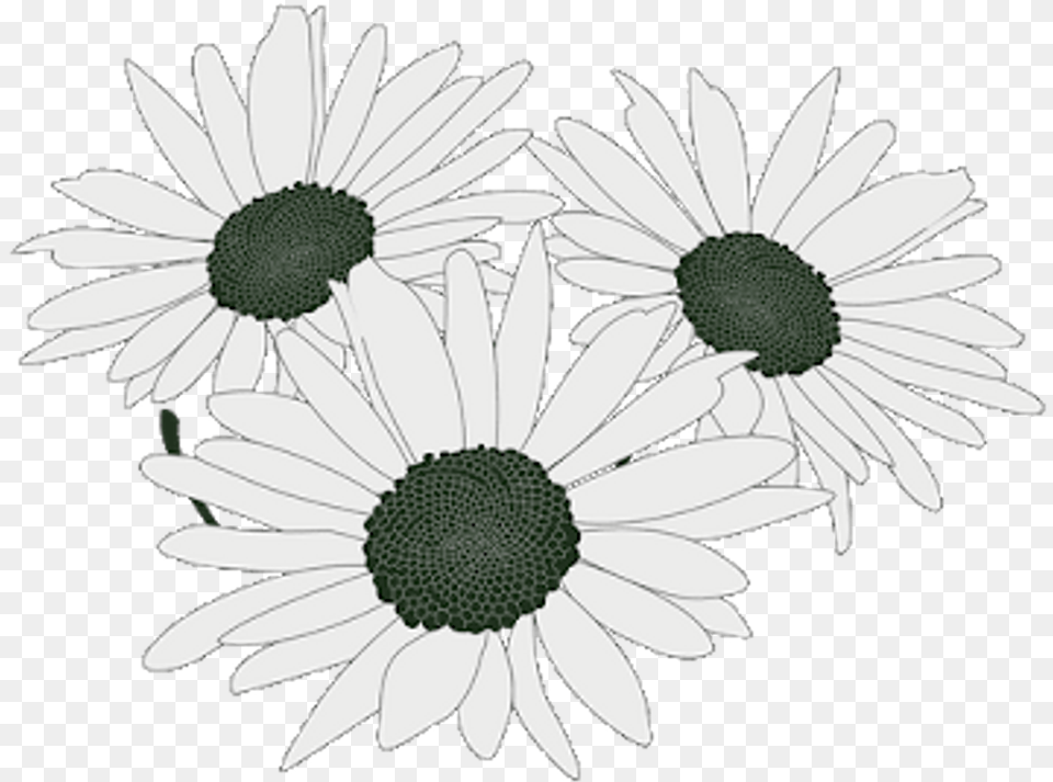 Daisy Flower Bouquet Transparent U0026 Svg Vector File Margaritas Transparente, Plant Free Png Download
