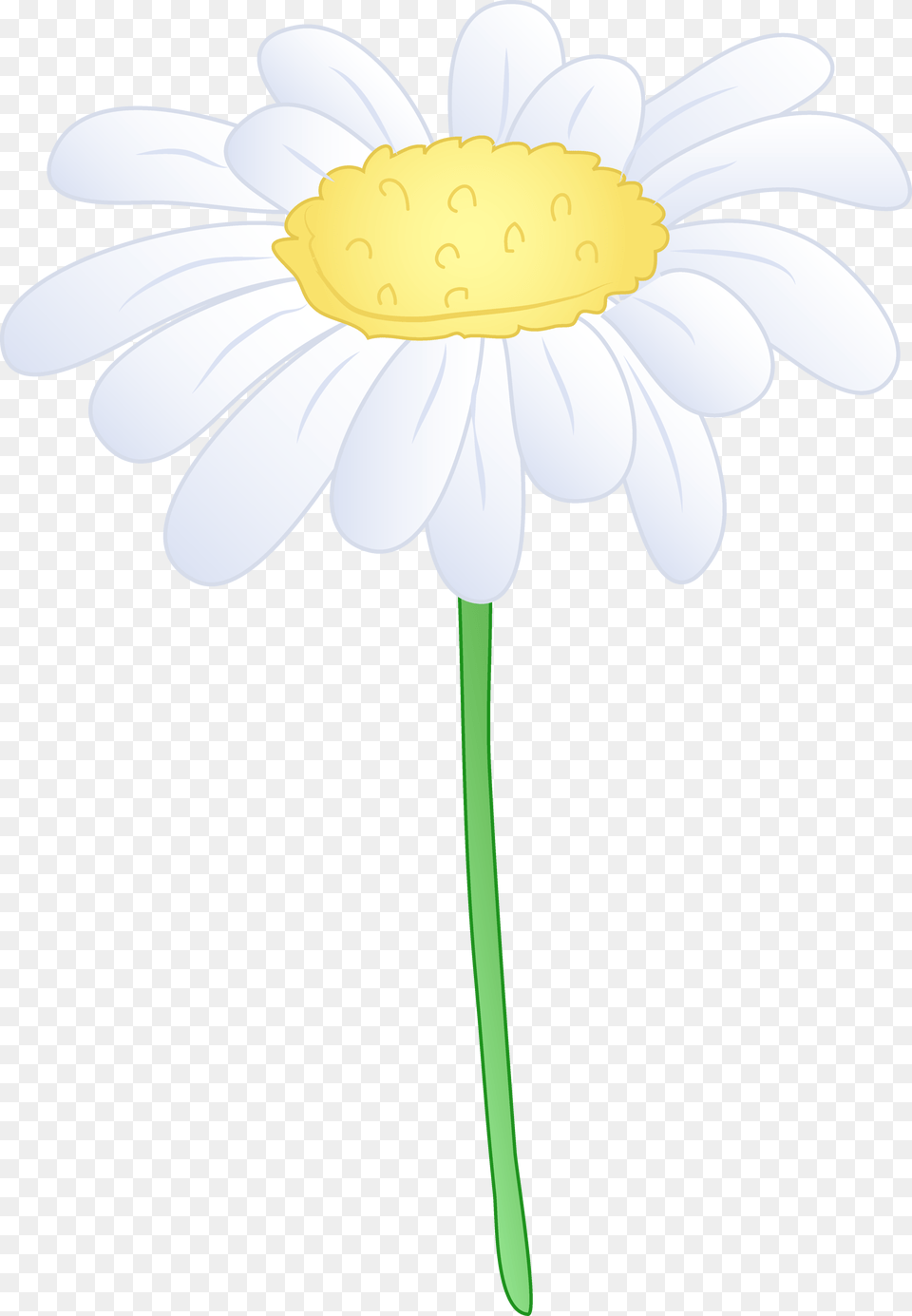 Daisy Flower Clip Art, Plant, Petal, Anther Free Png Download