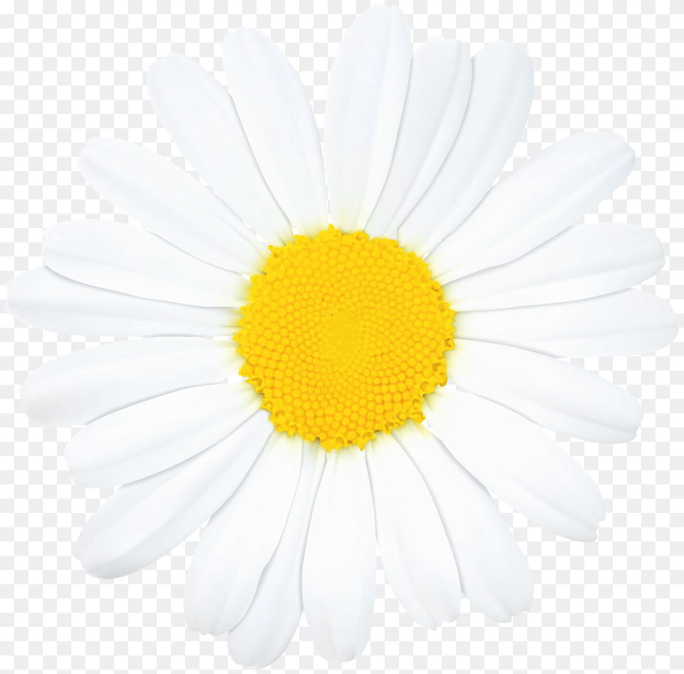 Daisy Flower Clip Art Transparent Daisy Clipart Png