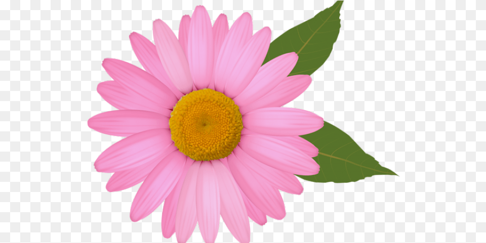 Daisy Flower Clipart Daisy Flower Clipart, Petal, Plant Free Transparent Png