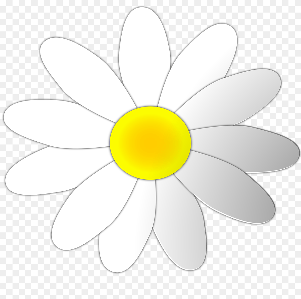 Daisy Flower Cliparts, Plant, Anemone, Petal Free Png Download