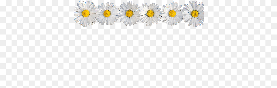Daisy Flower Crown Tumblr Daisy Flower Crown, Plant Free Transparent Png