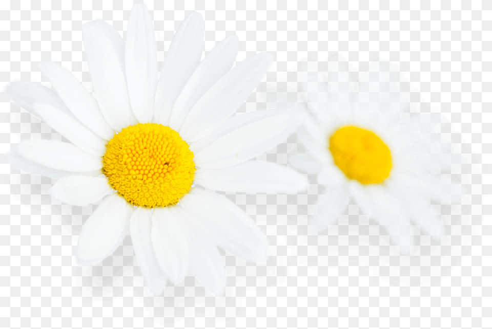 Daisy Flower Hd, Plant, Petal, Anemone, Rose Free Png Download