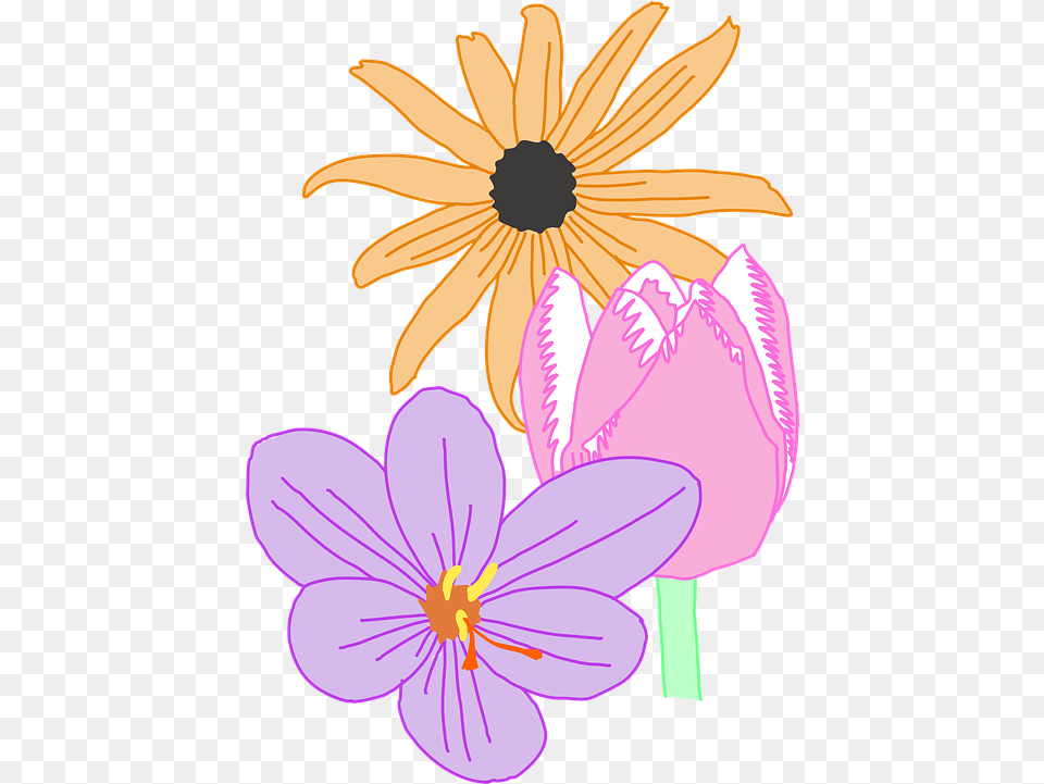 Daisy Flower Nature Free Vector Graphic On Pixabay Susan, Anther, Petal, Plant, Anemone Png